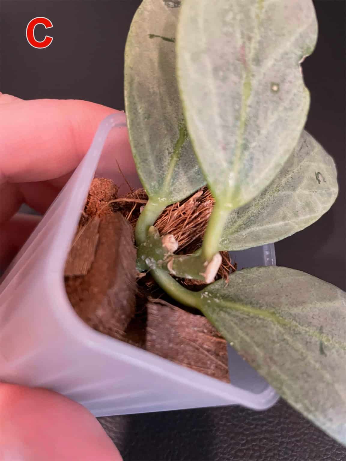 Hoya ‘Cryptic Chrome’ plant with variegated leaves in a small pot.