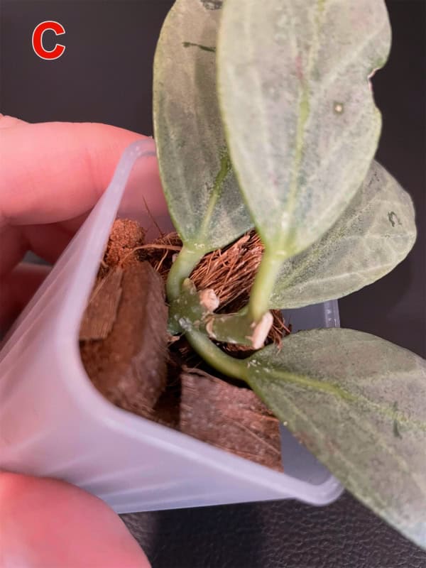 Hoya ‘Cryptic Chrome’ plant with variegated leaves in a small pot.