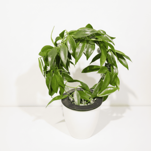 Healthy Hoya plant with lush green leaves in a white pot.