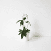 Dischidia GPS-88, a Hoya plant variety, in a white pot with trailing vines.