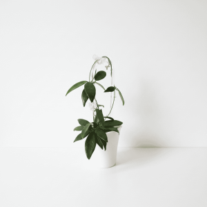 Dischidia GPS-88, a Hoya plant variety, in a white pot with trailing vines.