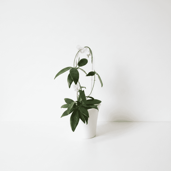 Dischidia GPS-88, a Hoya plant variety, in a white pot with trailing vines.