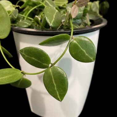 Close-up of Hoya plant in ceramic pot, vibrant green leaves, popular indoor plant.