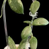 Hoya edamame plant with fuzzy green leaves and trailing growth.