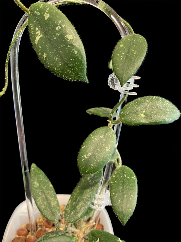 Hoya edamame plant with fuzzy green leaves and trailing growth.