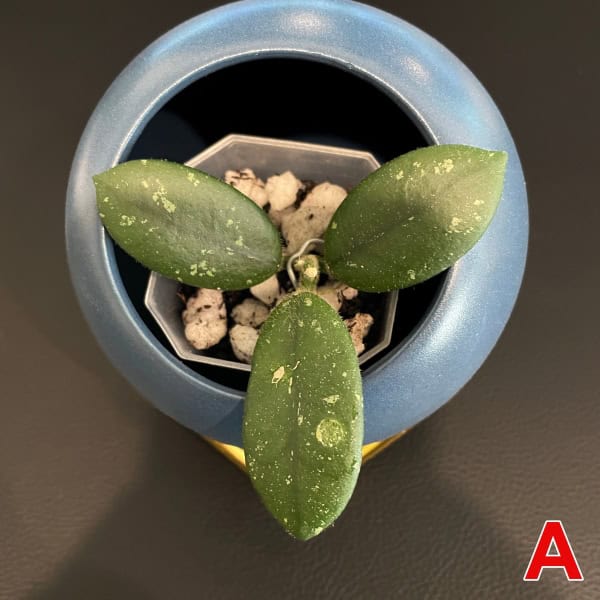 Hoya plant with variegated leaves in a stylish blue pot, perfect for indoor gardening enthusiasts.