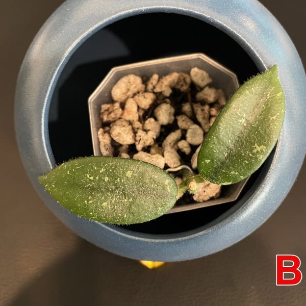 Hoya plant with green leaves in a pot, close-up view.