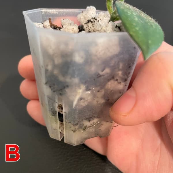 Close-up of a Hoya plant in a small plastic pot with soil and a green leaf.