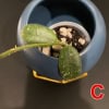 Hoya edamame cutting in small pot with soil and roots.