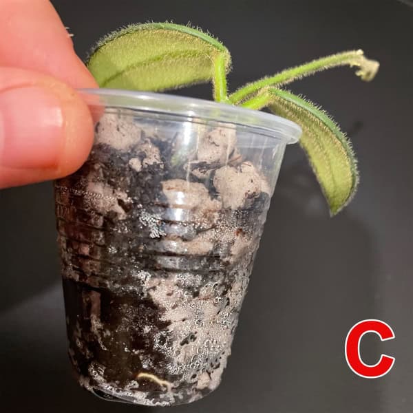 Hoya edamame cutting in small clear plastic pot with soil and roots visible.