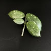 Close-up of Hoya edamame plant leaf with fuzzy texture.