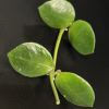 Hoya lacunosa 'Fraser Hills' leaf close-up, showcasing glossy green foliage.