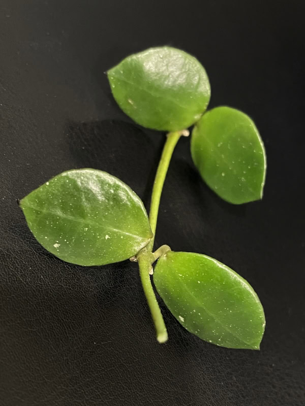 Hoya lacunosa 'Fraser Hills' leaf close-up, showcasing glossy green foliage.