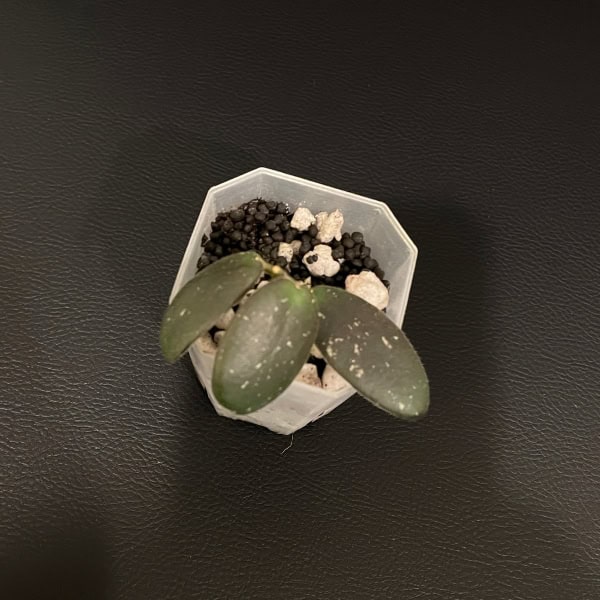 Hoya plant in small pot Hoya plant with thick, green leaves in a small pot, ready for growth.