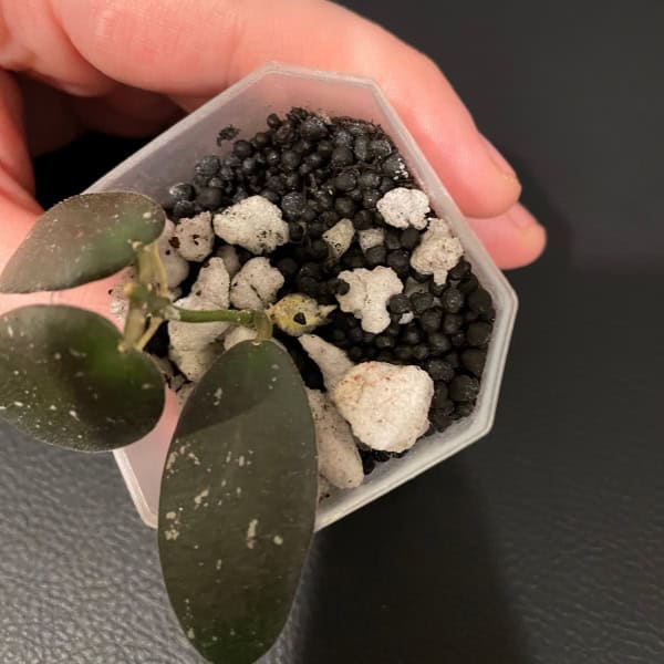 Hoya plant cutting in small pot Young Hoya plant cutting in small pot with soil and perlite for propagation.