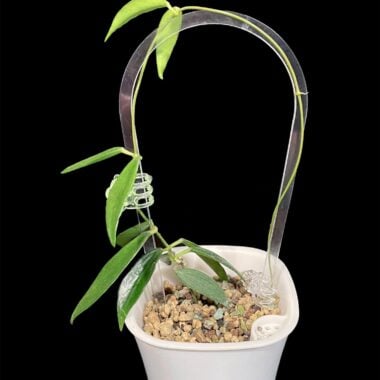 Close-up of a Hoya plant growing in a white container with a metal trellis, perfect for Chicago Hoyas SEO.