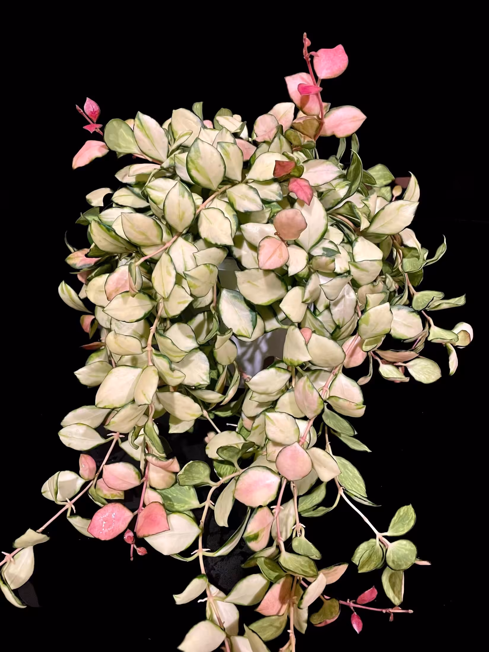 Hoya heuschkeliana inner variegated plant with pink and white leaves.