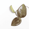 Hoya AH 'Black Spinel' with dark, glossy leaves, perfect for Hoya plant enthusiasts.