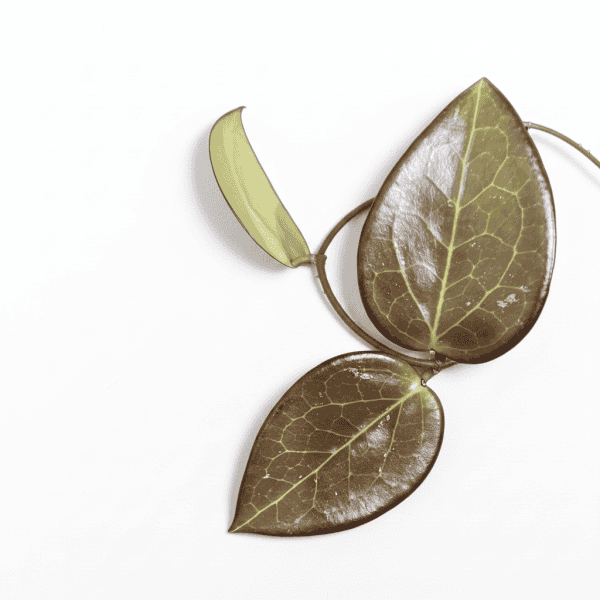 Hoya AH 'Black Spinel' with dark, glossy leaves, perfect for Hoya plant enthusiasts.