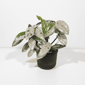 Variegated Hoya carnosa 'Wilbur Graves' plant in black pot.