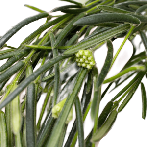Hoya linearis plant with green foliage and small flower buds.