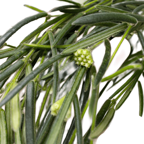Hoya linearis plant with green foliage and small flower buds.
