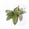 Hoya ‘Mayumi’ succulent plant with green leaves.