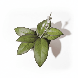 Hoya ‘Mayumi’ succulent plant with green leaves.