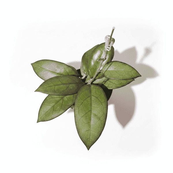 Hoya ‘Mayumi’ succulent plant with green leaves.