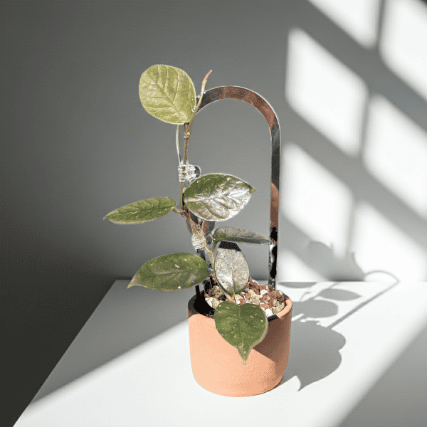 Hoya nutans plant with green leaves in a terracotta pot.