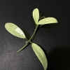 Hoya lacunosa with long silver leaves on black background.