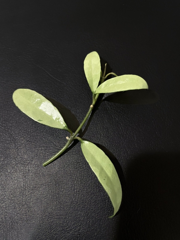 Hoya lacunosa with long silver leaves on black background.