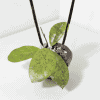 Hoya sp. Kapuas Hulu plant Hoya sp. Kapuas Hulu with round leaves, silver-frosted foliage.