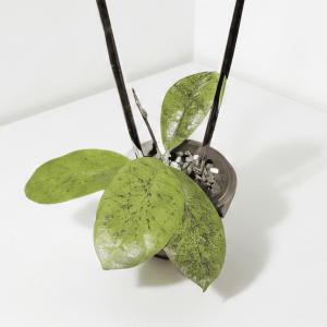 Hoya sp. Kapuas Hulu with round leaves, silver-frosted foliage.