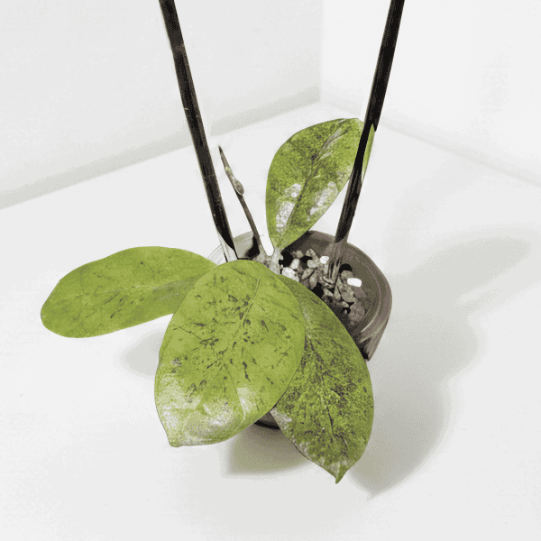 Hoya sp. Kapuas Hulu plant Hoya sp. Kapuas Hulu with round leaves, silver-frosted foliage.