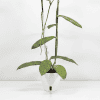 Hoya sp. Lampung plant in a white pot, showcasing its lush green leaves.