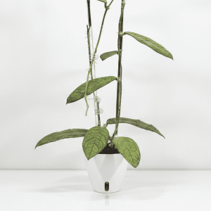 Hoya sp. Lampung plant in a white pot, showcasing its lush green leaves.