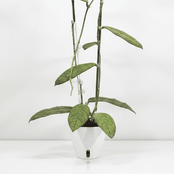 Hoya sp. Lampung plant in a white pot, showcasing its lush green leaves.