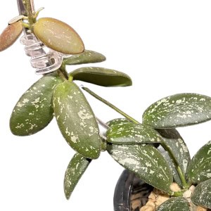 Hoya sp. VL9, a variegated Hoya plant with green and white leaves.