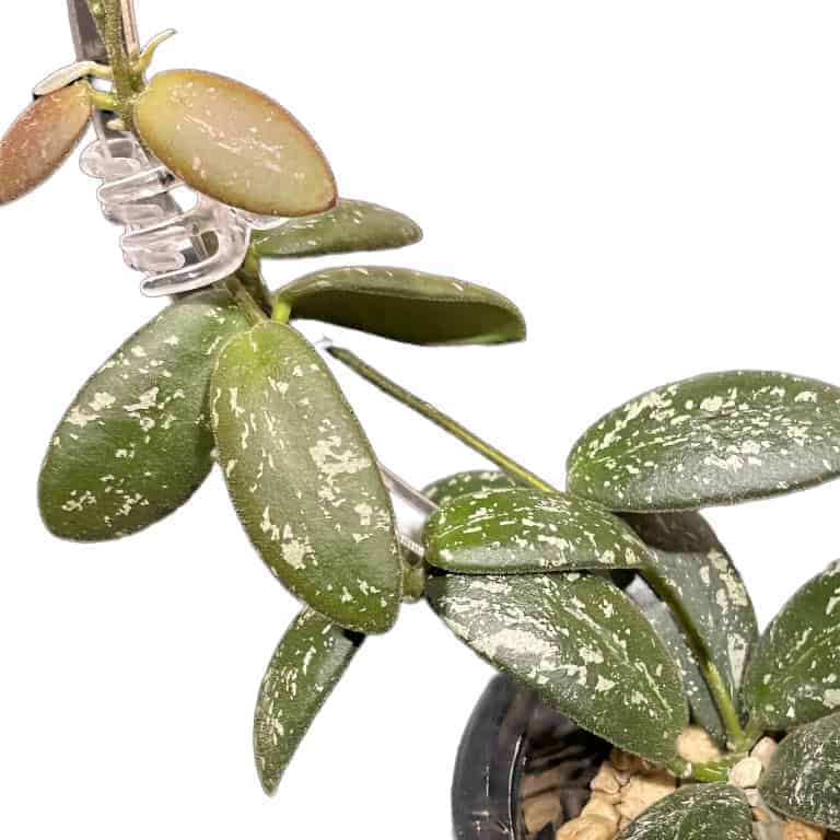 Hoya sp. VL9 Plant Hoya sp. VL9, a variegated Hoya plant with green and white leaves.