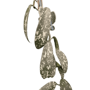 Hoya sungwookii, variegated Hoya plant with speckled leaves.