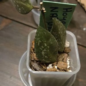 Hoya lacunosa ‘Silver Mint Coin’ plant with variegated silver-green leaves in a small pot.
