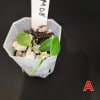 im08-a-1 Young Hoya plant in small pot with soil and rocks, labeled IM08.