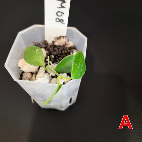 im08-a-1 Young Hoya plant in small pot with soil and rocks, labeled IM08.