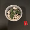 im08-b-1 Young Hoya sp. Papua IM08 cutting in soil with leaves.