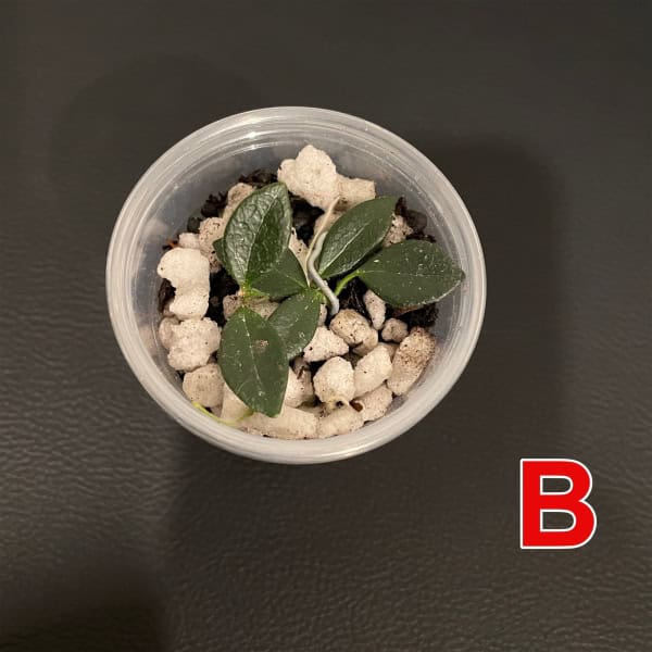 im08-b-1 Young Hoya sp. Papua IM08 cutting in soil with leaves.