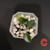 Hoya sp. Papua IM08 Cutting Hoya plant cutting in small pot with white porous soil.