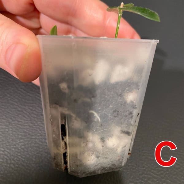 Hoya sp. Papua IM08 Seedling Young Hoya plant sprouting in a small plastic pot.