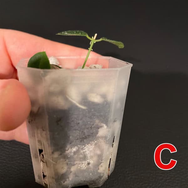 Hoya sp. Papua IM08 Seedling Young Hoya plant seedling in small pot, healthy and growing.