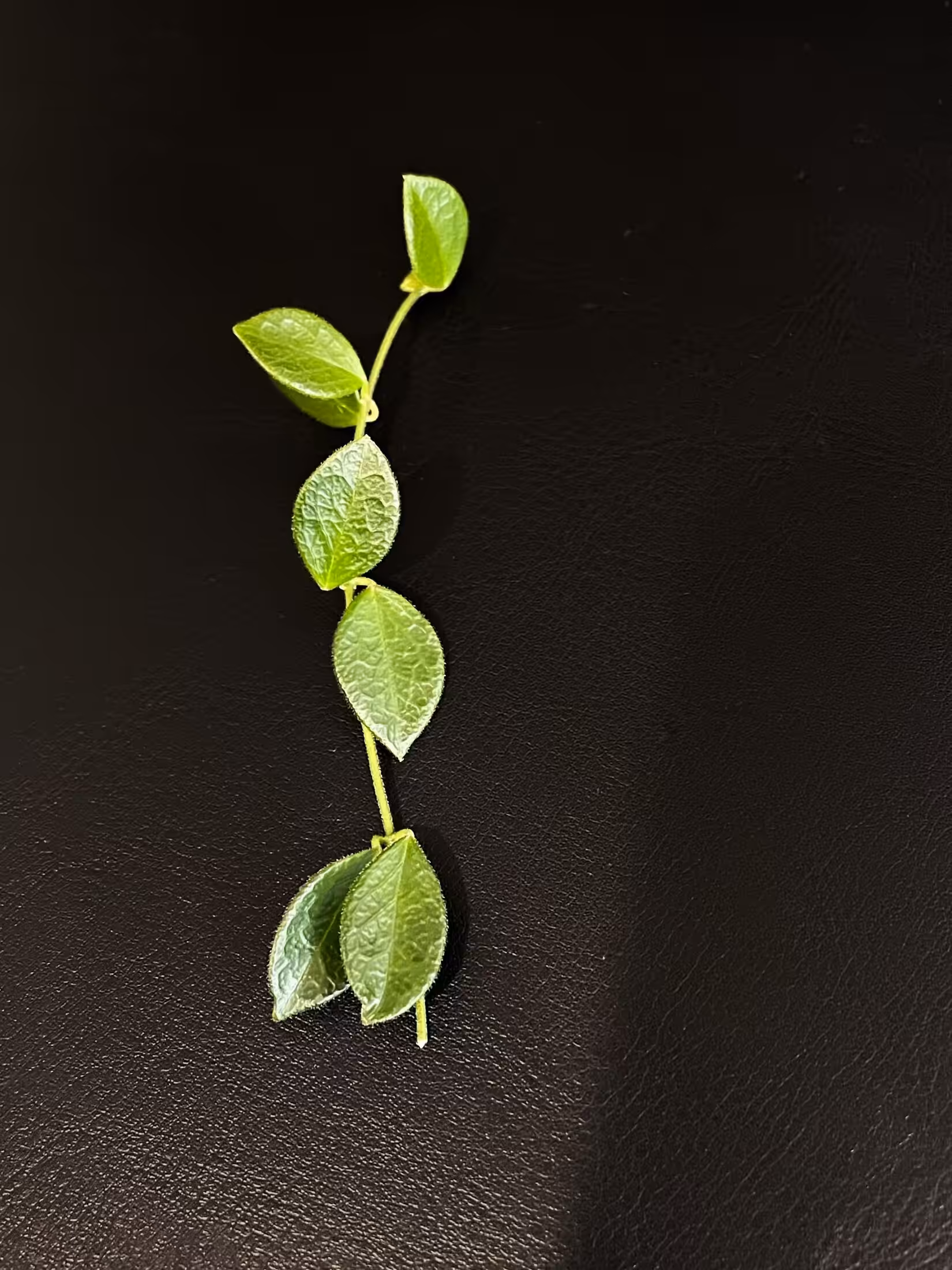 Hoya plant cutting with green leaves on black background.